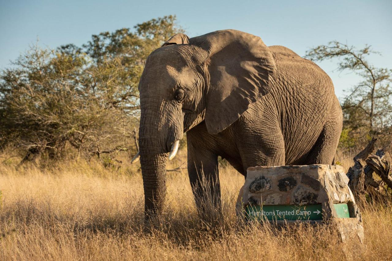 Hamiltons Tented Camp Mluwati Concession Exterior photo
